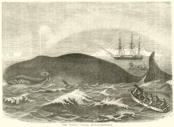The Right Whale (Balaena Mysticetus)